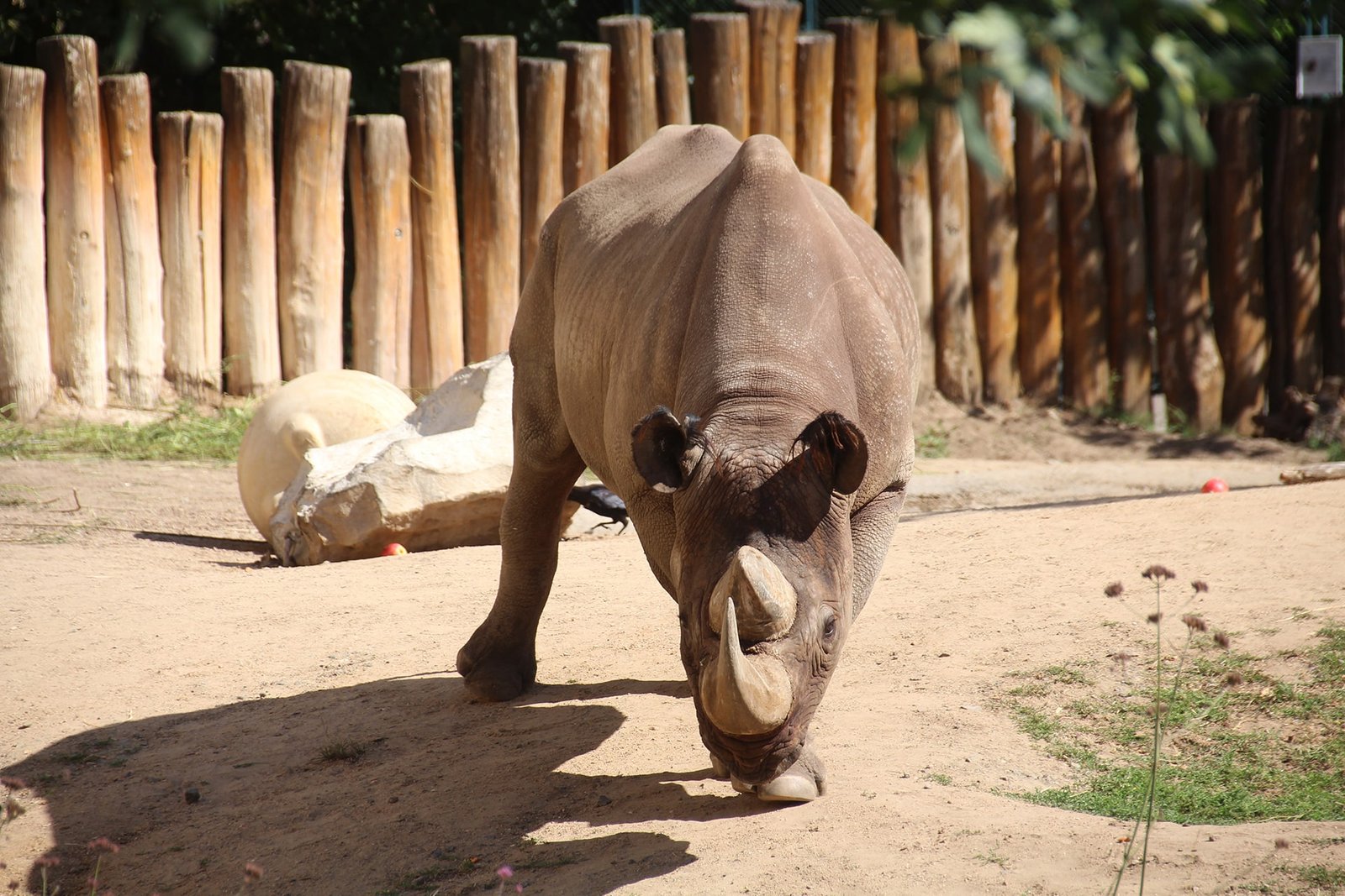 Safari Animals