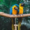 What Types of Parrots are There?